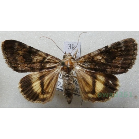 Catocala nymphagoga (Esper, 1787) Wstęgówka księżniczka Slovakia3k